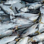 IPL 2026, Rajasthan Royals vs Royal Challengers Bengaluru game at the Barsapara Cricket Stadium has been delayed due to rain. (AP)