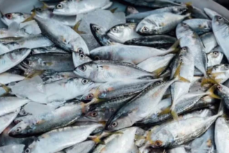 IPL 2026, Rajasthan Royals vs Royal Challengers Bengaluru game at the Barsapara Cricket Stadium has been delayed due to rain. (AP)