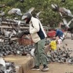 NDMC action feeding pigeons monkeys