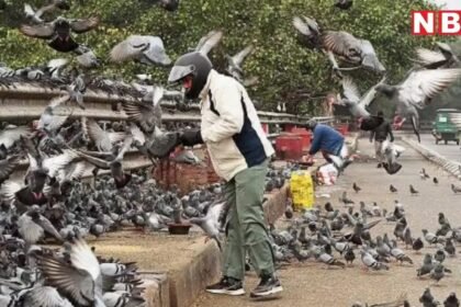 NDMC action feeding pigeons monkeys