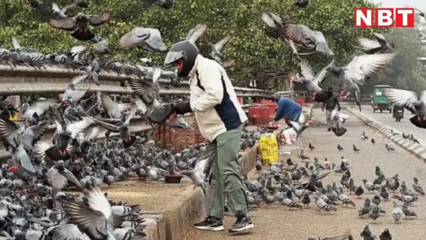 NDMC action feeding pigeons monkeys